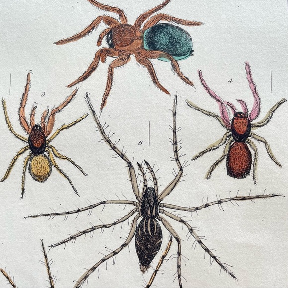 Vintage Spider Illustrations - book plate etchings - Picture 6 of 6